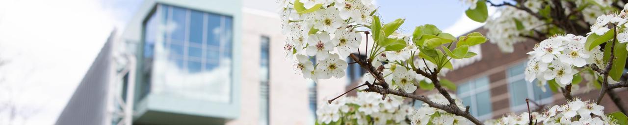 Buds on a tree in from of the Mary Idema Pew Library